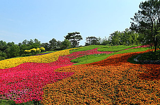 花坛,花卉