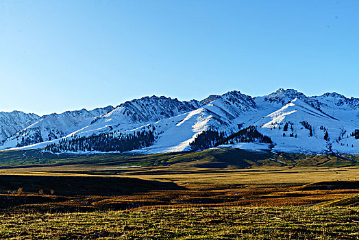 那拉提牧场的草原与雪山