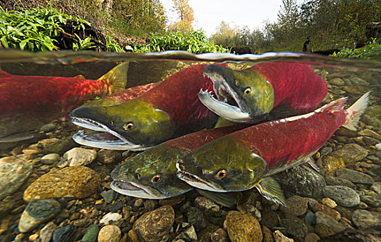 红大马哈鱼,红鲑鱼,竞争,最好,位置,繁殖,蛋,女性,亚当斯河,省立公园,不列颠哥伦比亚省,加拿大