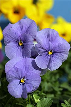 花,有角,紫罗兰,杂交品种,蓝色,黄色,彩色,角堇