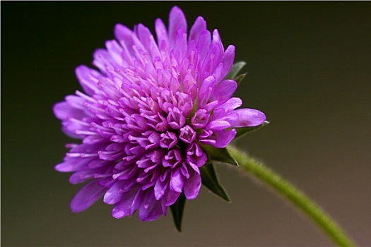 唇形科植物,紫罗兰,花