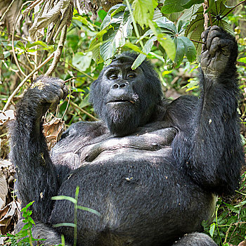 山地大猩猩,大猩猩,坐,灌木,吃,国家公园,乌干达,非洲