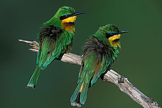 非洲,肯尼亚,马塞马拉野生动物保护区,两个,小,食蜂鸟,小食蜂鸟,栖息,枝头,河