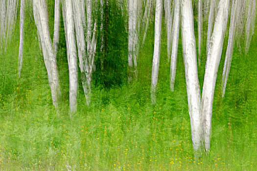 白桦,小树林,摄影,移动