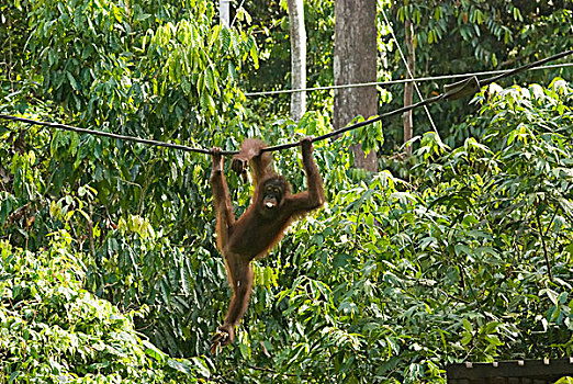 malaysia,borneo,sepilok,orangutan,in,the,rainforest