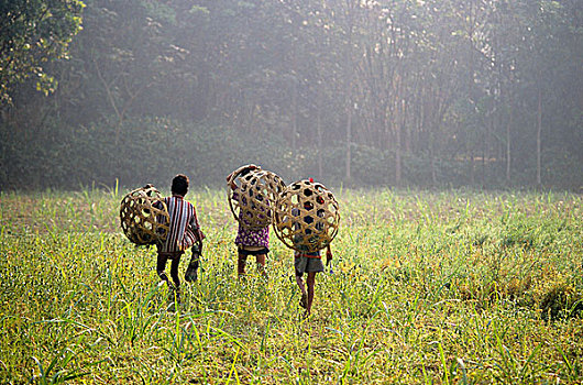 三个男孩,杂草,地点,新,农业,移动,孟加拉,2001年