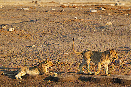 狮子,两个,幼兽,靠近,水坑,埃托沙国家公园,纳米比亚,非洲