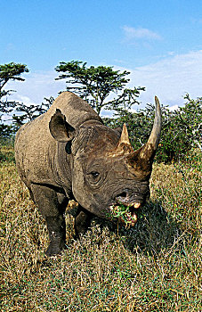 黑犀牛,成年,吃饭,吃,肯尼亚