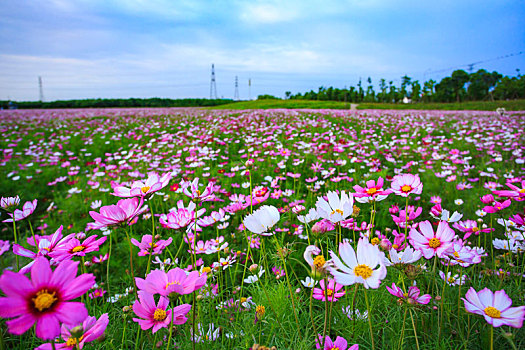 格桑花,波斯菊