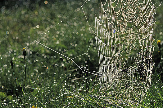 蜘蛛网,悬崖,新布兰斯维克,加拿大