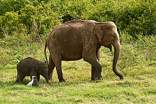斯里兰卡人,大象,象属,坝,小动物,国家公园,北方,中央省,斯里兰卡,亚洲