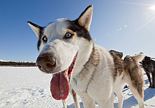 肖像,喘气,雪橇狗,舌头,领着,狗,阿拉斯加,哈士奇犬,冰冻,育空河,育空地区,加拿大