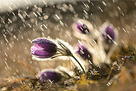 白头翁属,白头翁花,花,下雨,晚间,普拉蒂纳特,巴伐利亚,德国