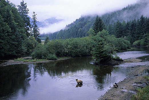 加拿大,不列颠哥伦比亚省,河,大灰熊,母熊