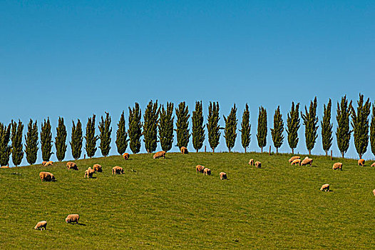 绵羊,放牧,柏树,树际线,维多利亚,澳大利亚,大洋洲
