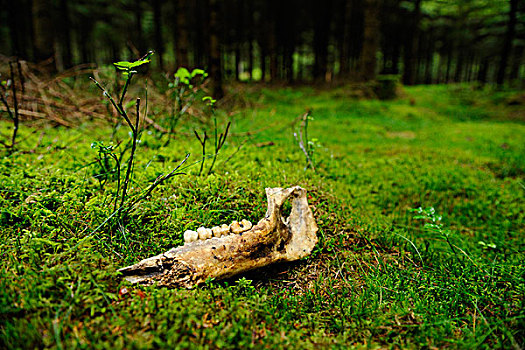 骨,苔藓覆盖的森林,地板