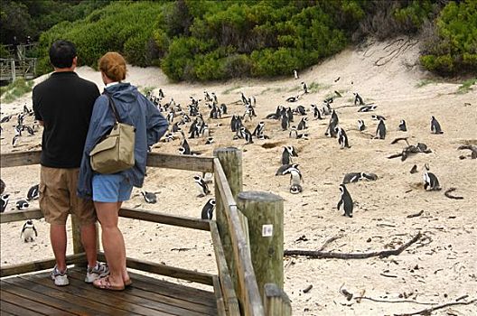 游人,观注,书桌,看,生物群,非洲企鹅,黑脚企鹅,漂石,海滩,西海角,省,南非