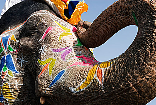 特写,涂绘,大象,节日,斋浦尔,拉贾斯坦邦,印度