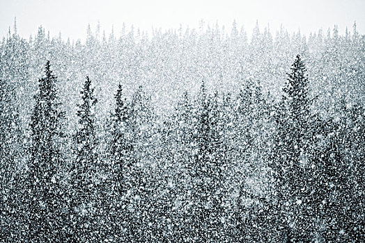 俯视图,树林,暴风雪