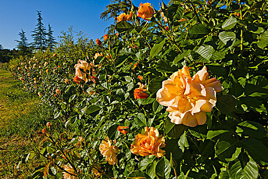 花,玫瑰,植物,索诺玛山谷,索诺玛县,加利福尼亚,美国
