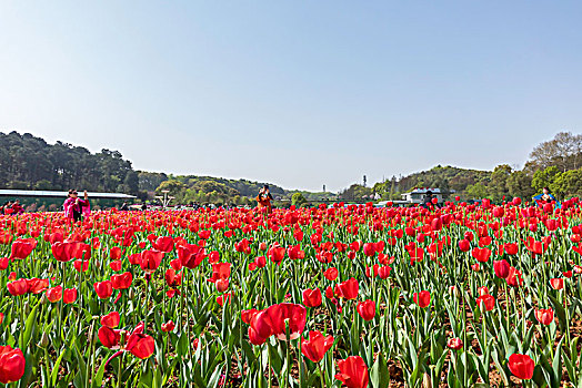 郁金香花海