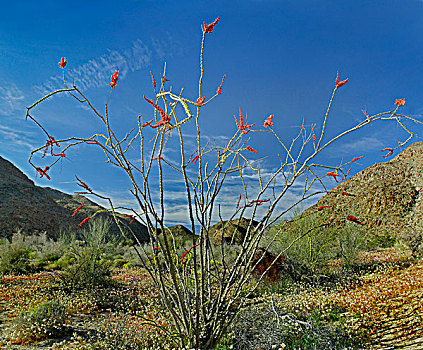 墨西哥刺木,花,约书亚树国家公园,加利福尼亚