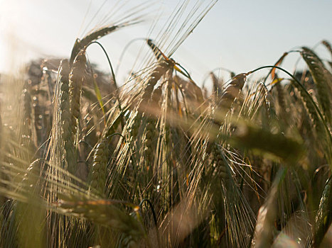 地点,小麦,户外,夏天