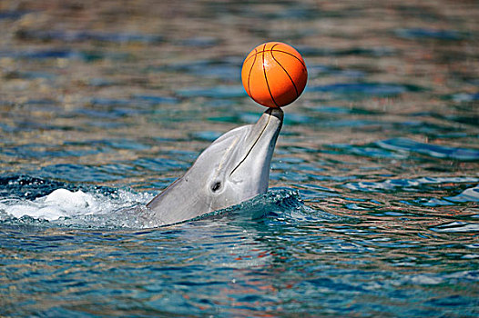 宽吻海豚,平衡性,球,嘴