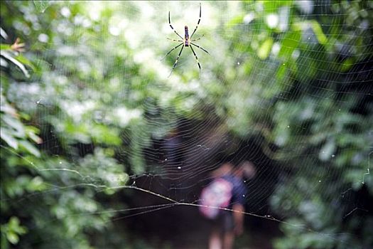 中国,香港,大屿山,走,小路,营养丰富,自然,品种,长途旅行者,向外看,大,蜘蛛网