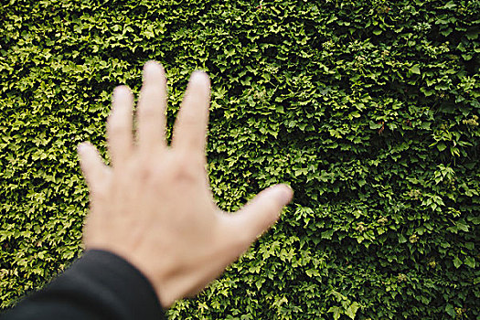 男人,手,墙壁,绿色,常春藤,西雅图,华盛顿