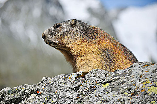 阿尔卑斯山土拨鼠,旱獭,上陶恩山国家公园,格洛克纳高高山道,卡林西亚,奥地利