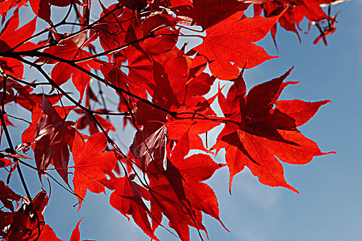 绒毛,日本,枫树,满月,红色,秋天