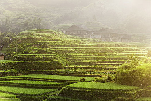 稻米梯田,桂林,广西壮族自治区,中国