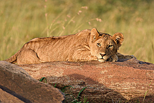 幼兽,狮子,晚上,亮光,石头,马赛马拉国家保护区,肯尼亚,非洲