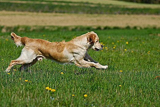 金毛猎犬,跑,草地