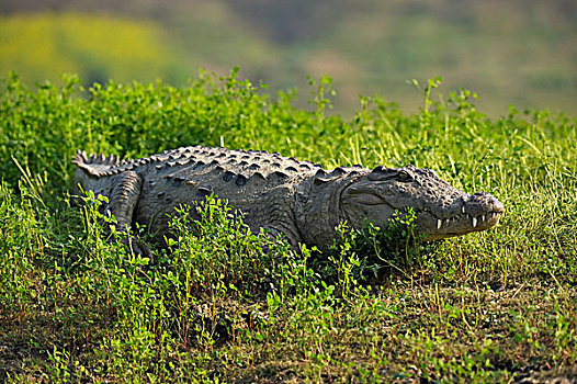 鳄鱼,印度,湿地,鳄属,拉贾斯坦邦,亚洲