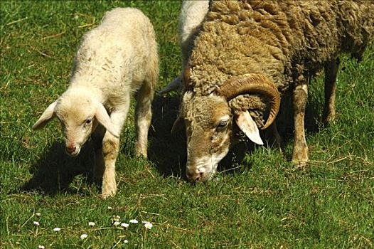 母兽,绵羊,羊羔,瑞士