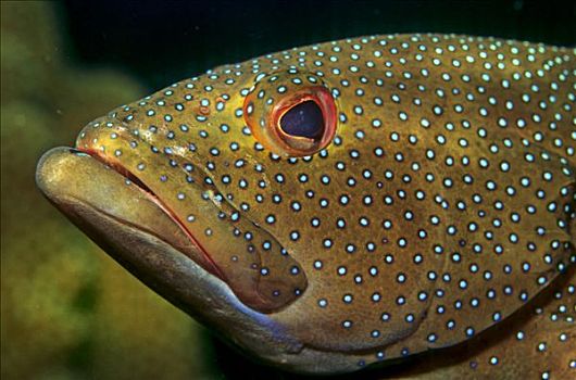 石斑鱼,加勒比海,美洲