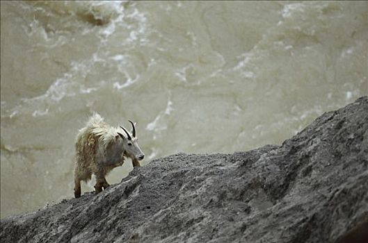 石山羊,雪羊,雌性,攀登,向上,岩石,斜坡,寻找,盐,落基山脉,冰川国家公园,蒙大拿