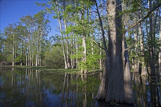 树林,盆地,支流,酢浆草,路易斯安那,美国