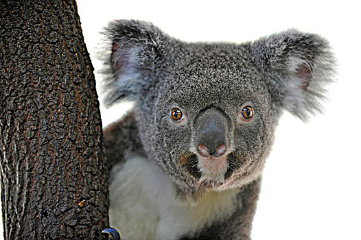 树袋熊,昆士兰,澳大利亚
