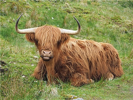 高原牛,西部,苏格兰,高地