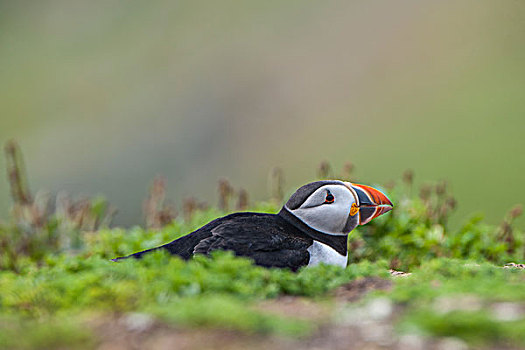 角嘴海雀,北极,斯科莫岛,威尔士,英国,欧洲