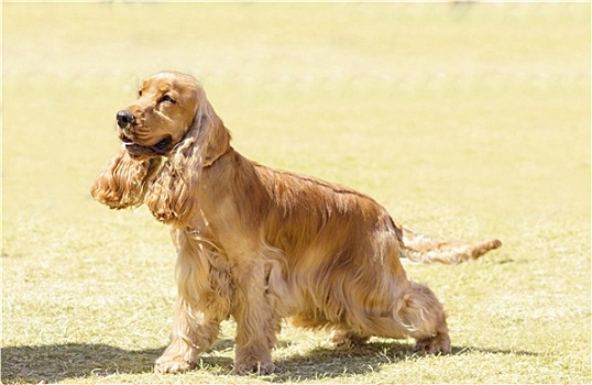 英国,可卡犬