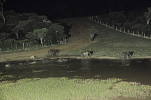 肯尼亚非洲象-树顶旅馆夜观大象饮水