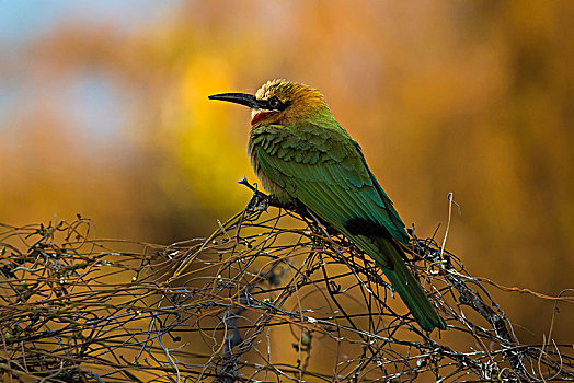 食蜂鸟,干燥,灌木,乔贝国家公园,博茨瓦纳,非洲
