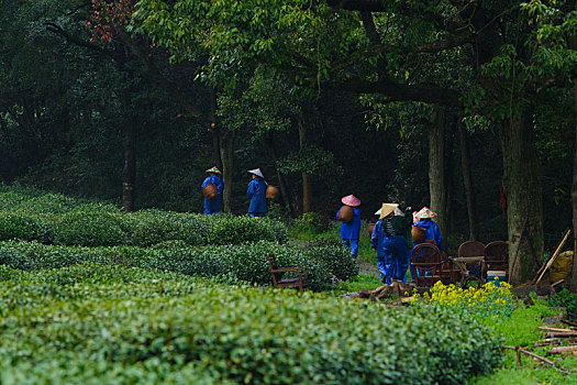 杭州西湖龙井茶园嫩茶新茶特写