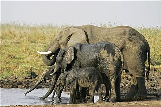 非洲,灌木,大象,非洲象,母牛,幼兽,喝,河,乔贝国家公园,博茨瓦纳