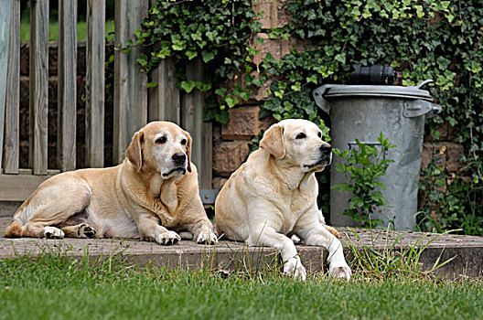 两个,金发,拉布拉多犬,躺着,内庭