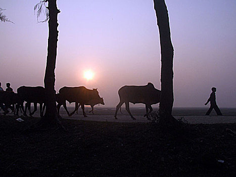农民,家,海岸,孟加拉,2007年